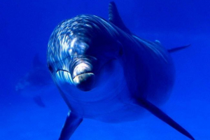 Dolphin spy w służbie izraela